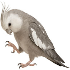 Cockatiel Color Varieties